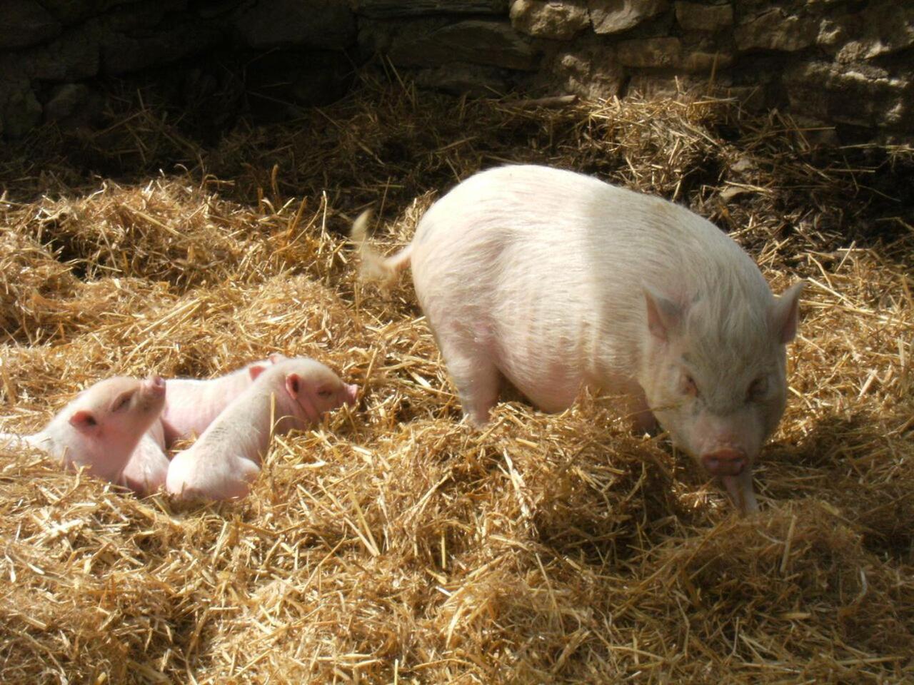 La Ferme Des Cévennes